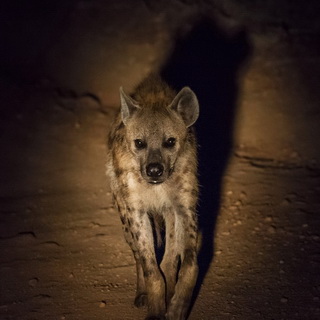South Luangwa - Hyena at night